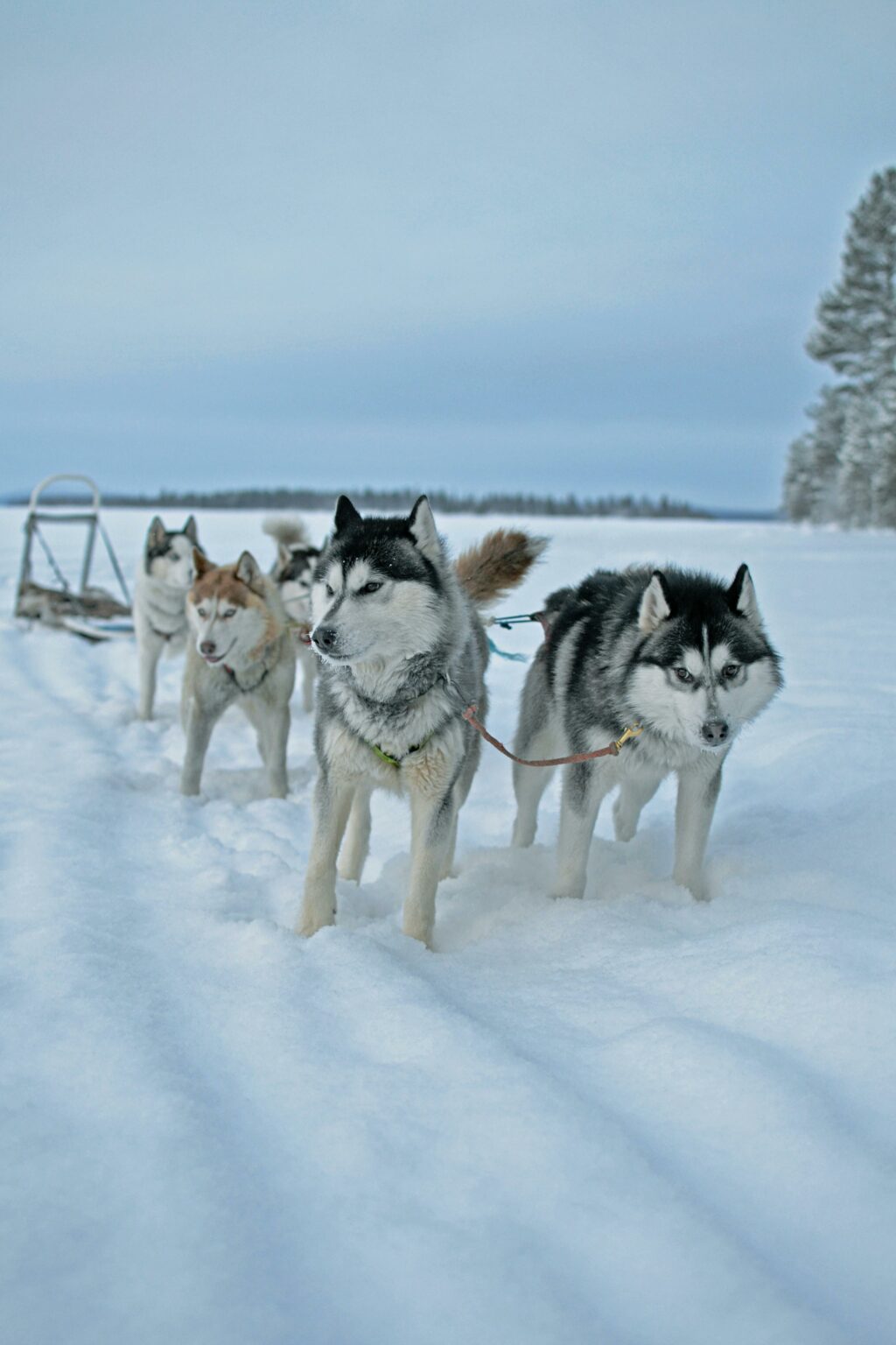 5 saker du inte får missa i Svenska fjällen