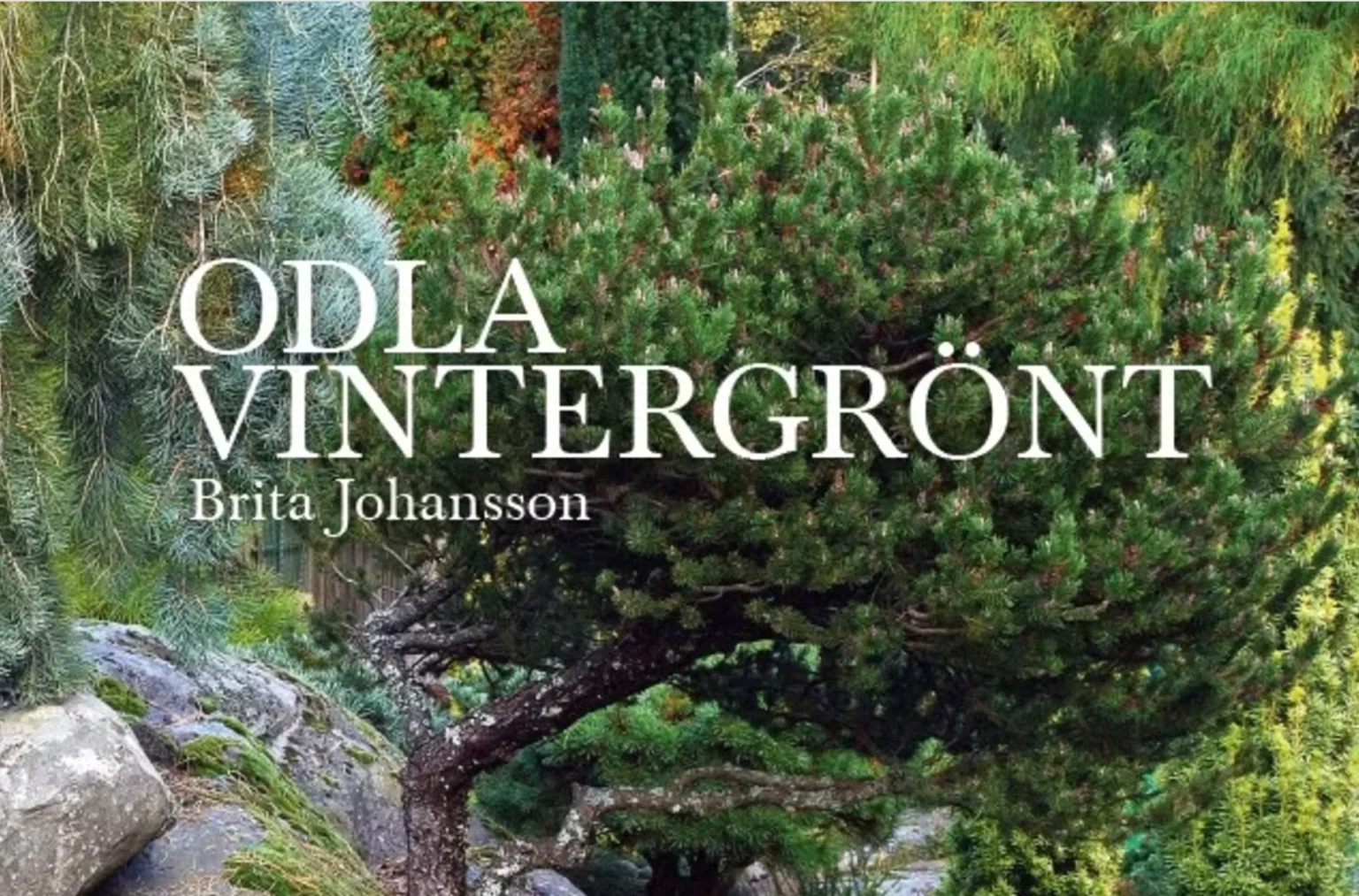 En inspirerande bok ”Odla vintergrönt” av Brita Johansson